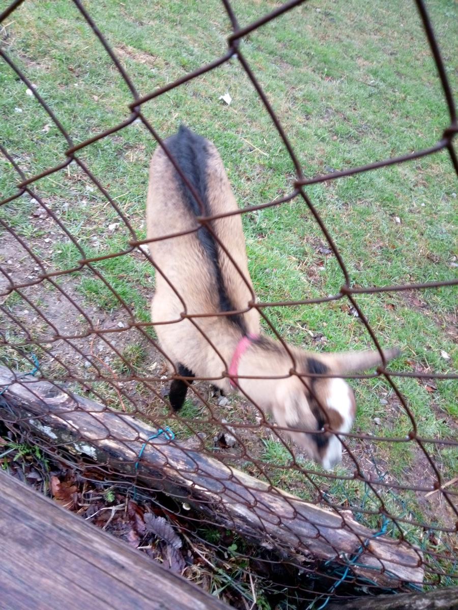 Rifugio Alto Matanna - Procinto - foto 7