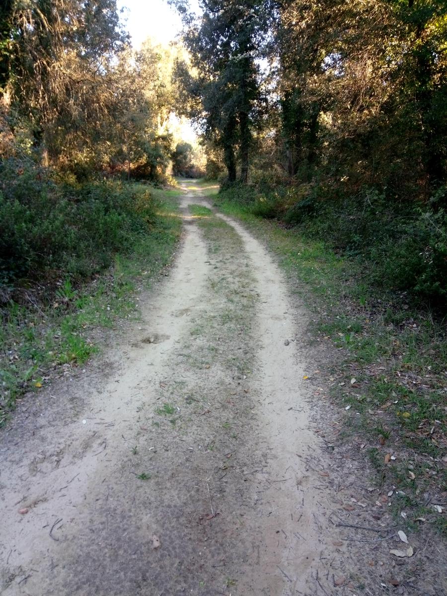 Calambrone - Passeggiata nel verde - Picnic