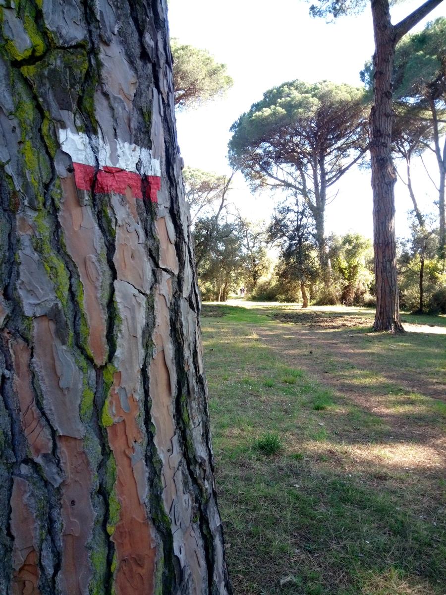 Calambrone - Passeggiata nel verde - Picnic - foto 2