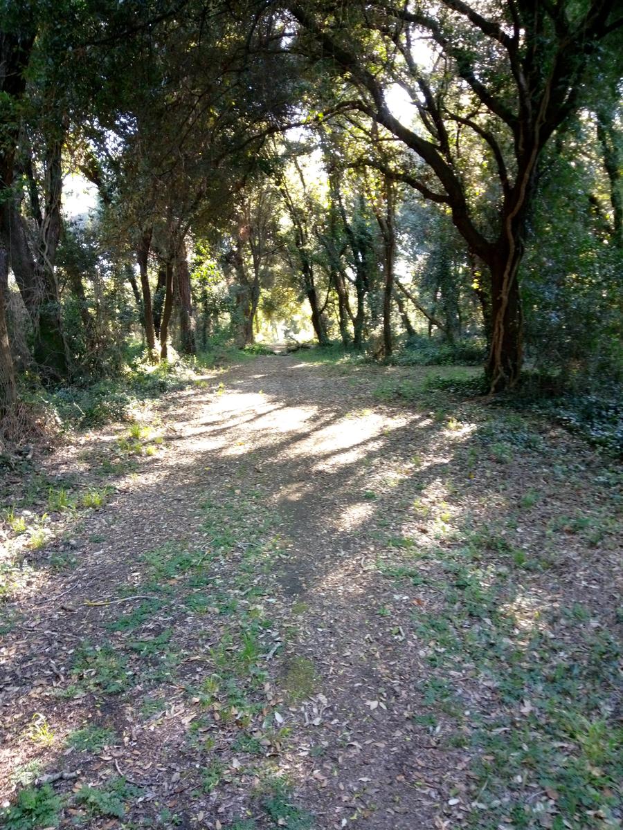 Calambrone - Passeggiata nel verde - Picnic - foto 4