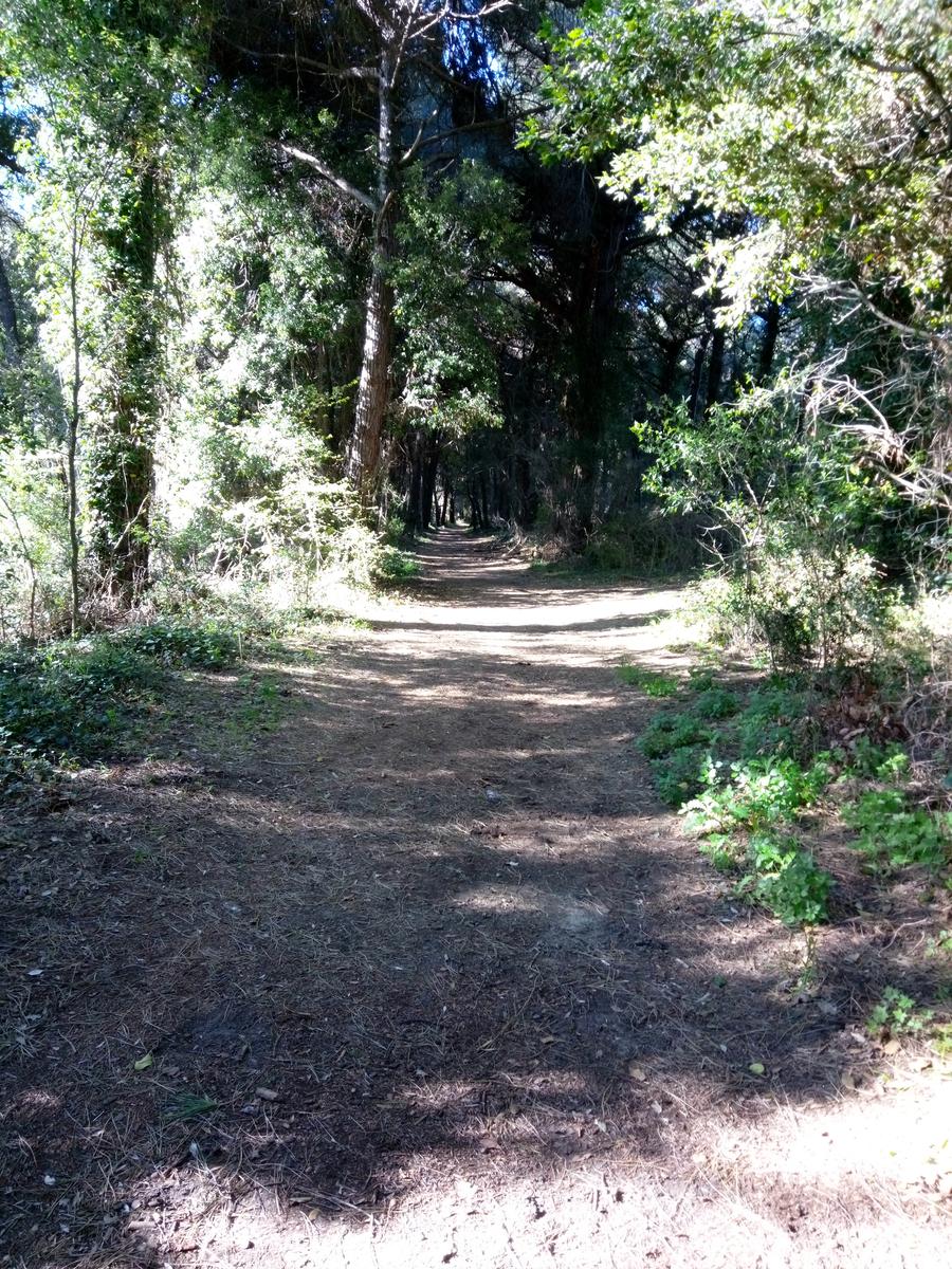 Calambrone - Passeggiata nel verde - Picnic - foto 8